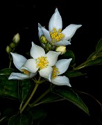 Philadelphus lewisii - Mock Orange 19-3770